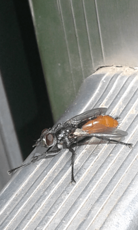 Tachinidae : Cylindromyia bicolor?